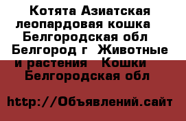 Котята.Азиатская леопардовая кошка. - Белгородская обл., Белгород г. Животные и растения » Кошки   . Белгородская обл.